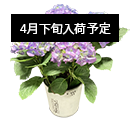 花鉢・鉢植え