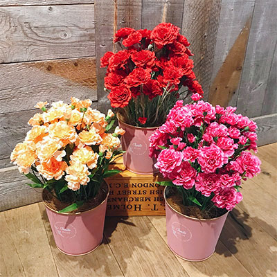 カーネーション鉢植え