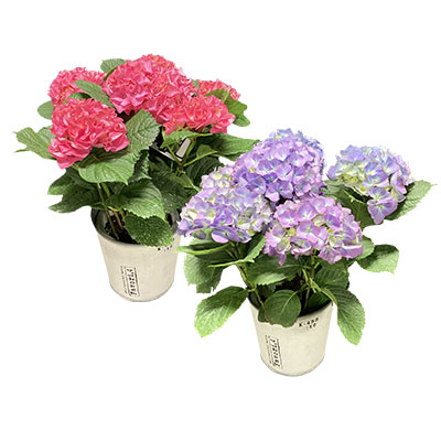 アジサイ鉢植え(ピンク)
