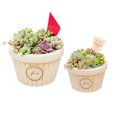 多肉植物寄せ植え(大・小)