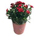 花鉢・鉢植え